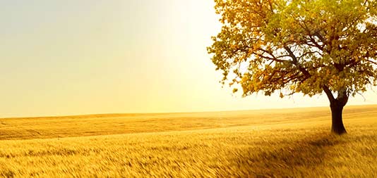 Sustentabilidade Ambiental